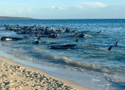 澳洲168-澳大利亚救助了130头搁浅在海岸的鲸鱼