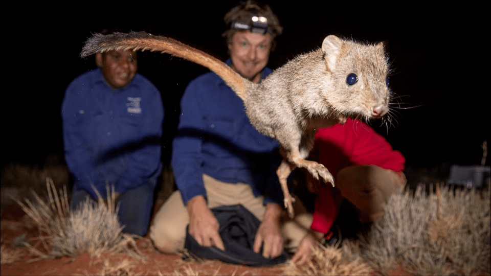 澳洲-过度保护成伤害？迷你袋鼠重新引入澳洲保护区澳洲，保护太好竟“退化”了